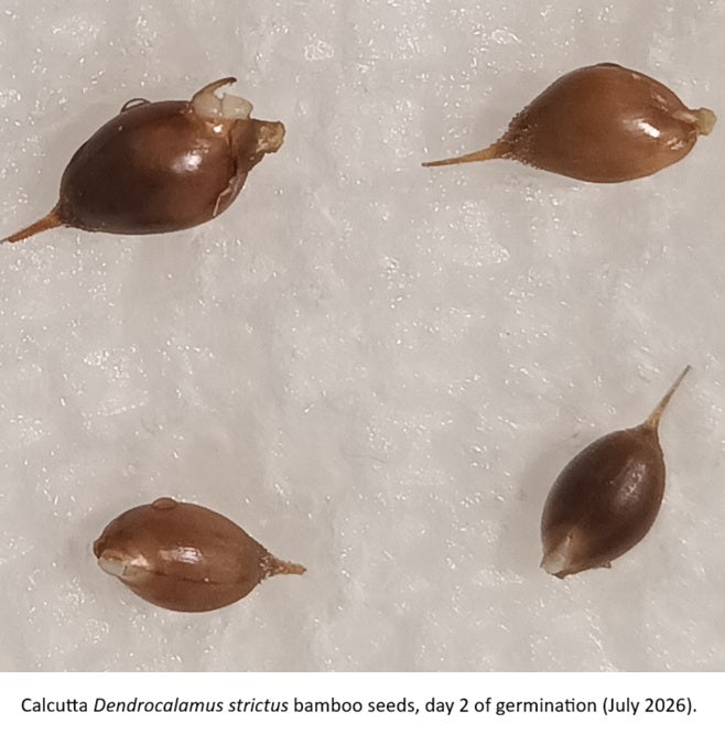 Calcutta Bamboo Dendrocalamus strictus seeds with emerging tissue on day 2 of germination