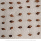 Germinating Calcutta bamboo seeds with several showing emerging tissue at 24 hours.