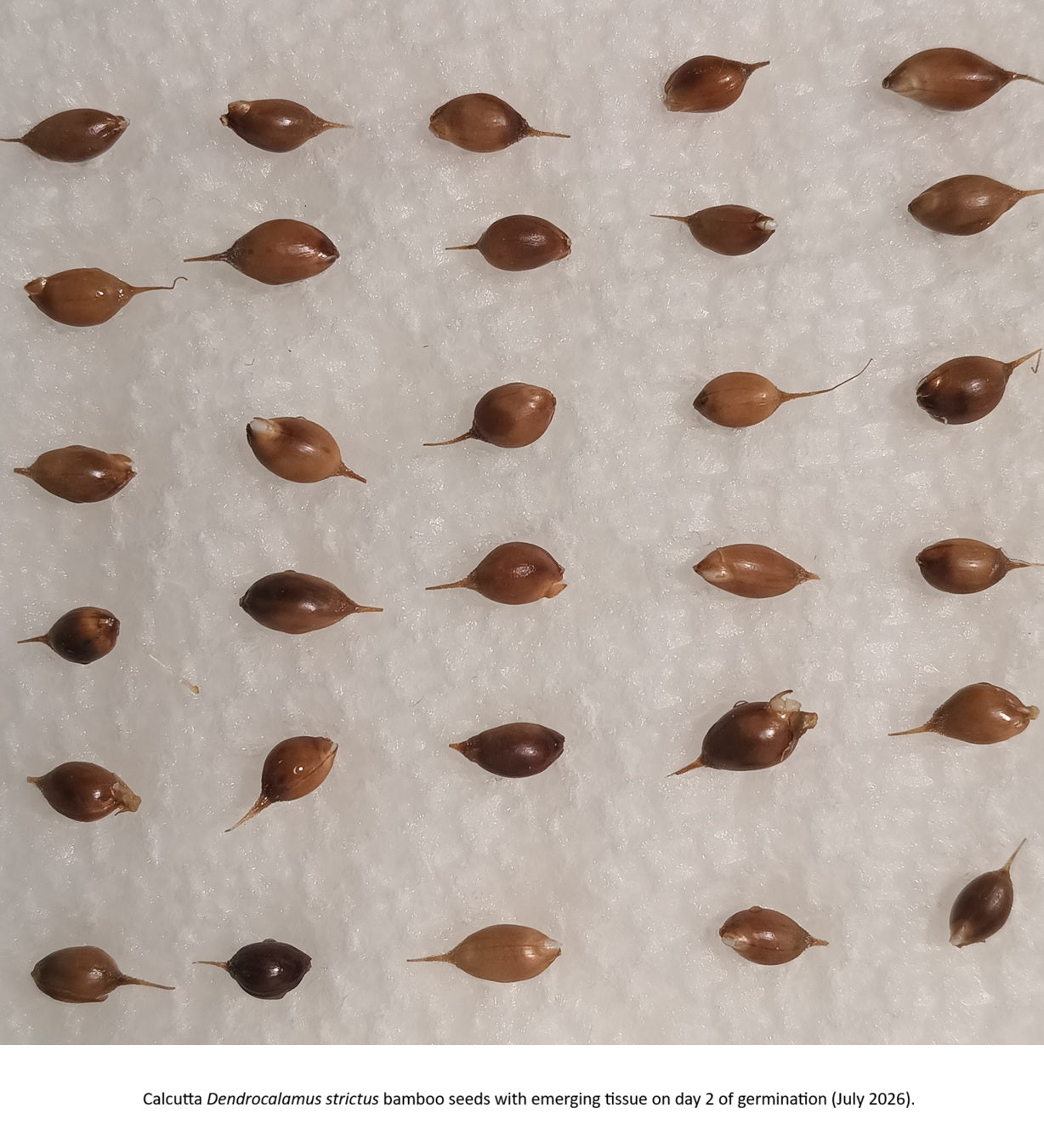 Germinating Calcutta bamboo seeds with several showing emerging tissue at 24 hours.