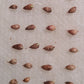 Dragon Bamboo seeds germination