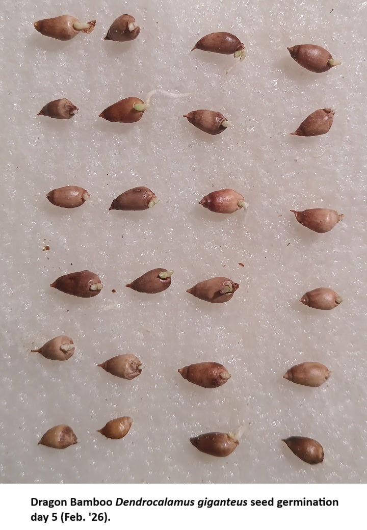 Dragon Bamboo seeds germination