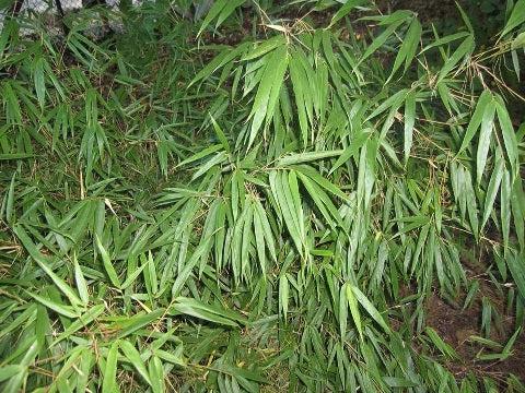 Bamboo Seeds - Clumping Bamboo