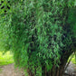 3 Variety Sampler Pack Cold Hardy Fargesia Seeds - The Bamboo Seed