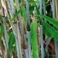 Fargesia albocerea White Bamboo seeds for sale