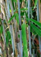 Fargesia albocerea White Bamboo seeds for sale