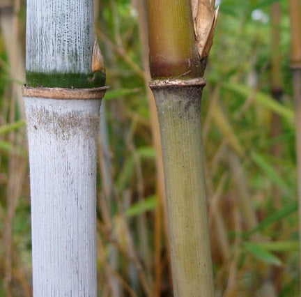 Fargesia clumping bamboo seeds for sale