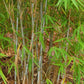 Borinda albocerea bamboo seeds