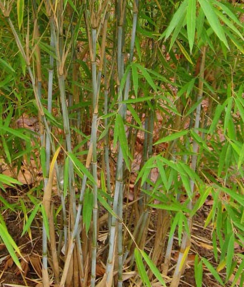 Borinda albocerea bamboo seeds