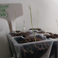 Frost Bamboo Seedlings (4-pak)