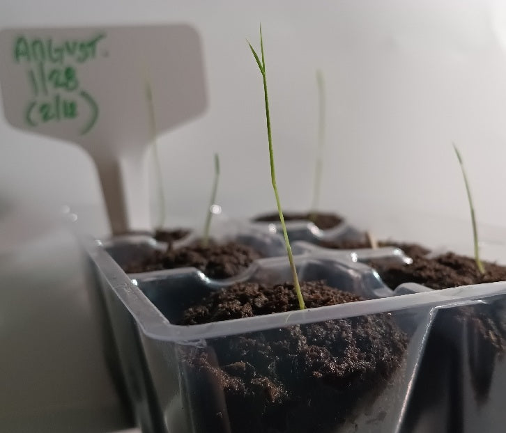 Frost Bamboo Seedlings (4-pak)