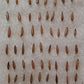 Germinating Fargesia angustissima bamboo seeds Feb. '26