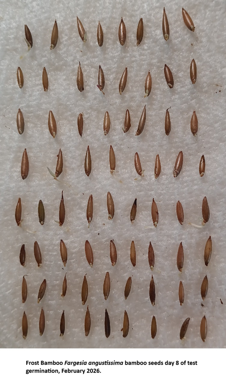 Germinating Fargesia angustissima bamboo seeds Feb. '26
