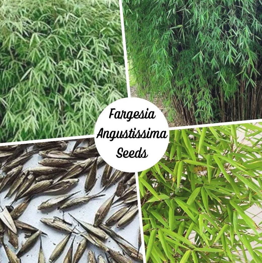 Cold Hardy Bamboo Seeds - 'Frost Bamboo' Fargesia angustissima Bamboo Seeds - The Bamboo Seed