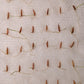 Frost Bamboo Seedlings (4-pak)