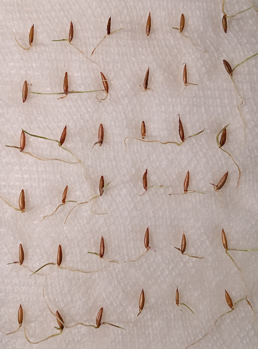 Frost Bamboo Seedlings (4-pak)