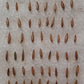 Frost Bamboo Seedlings (4-pak)