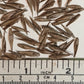 Cold Hardy Bamboo Seeds - 'Frost Bamboo' Fargesia angustissima Bamboo Seeds
