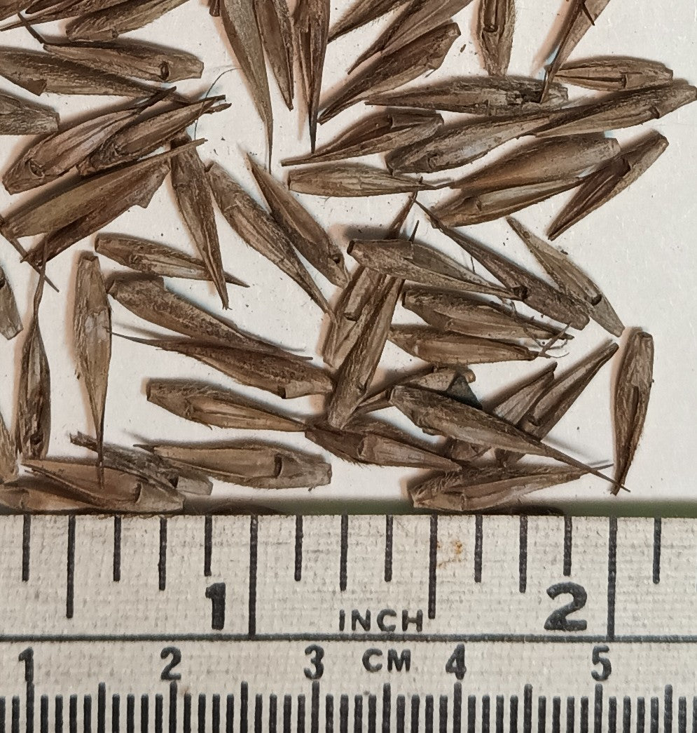 Cold Hardy Bamboo Seeds - 'Frost Bamboo' Fargesia angustissima Bamboo Seeds