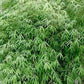 Fargesia angustissima cold hardy clumping bamboo seeds