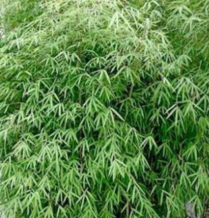 Fargesia angustissima cold hardy clumping bamboo seeds