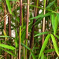 Frost bamboo clumping bamboo seeds for sale