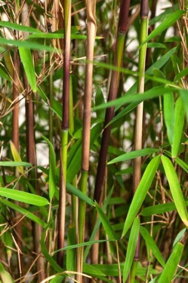 Frost bamboo clumping bamboo seeds for sale