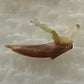 Clumping Bamboo Seeds - 'Chocolate Bamboo' Fargesia fungosa