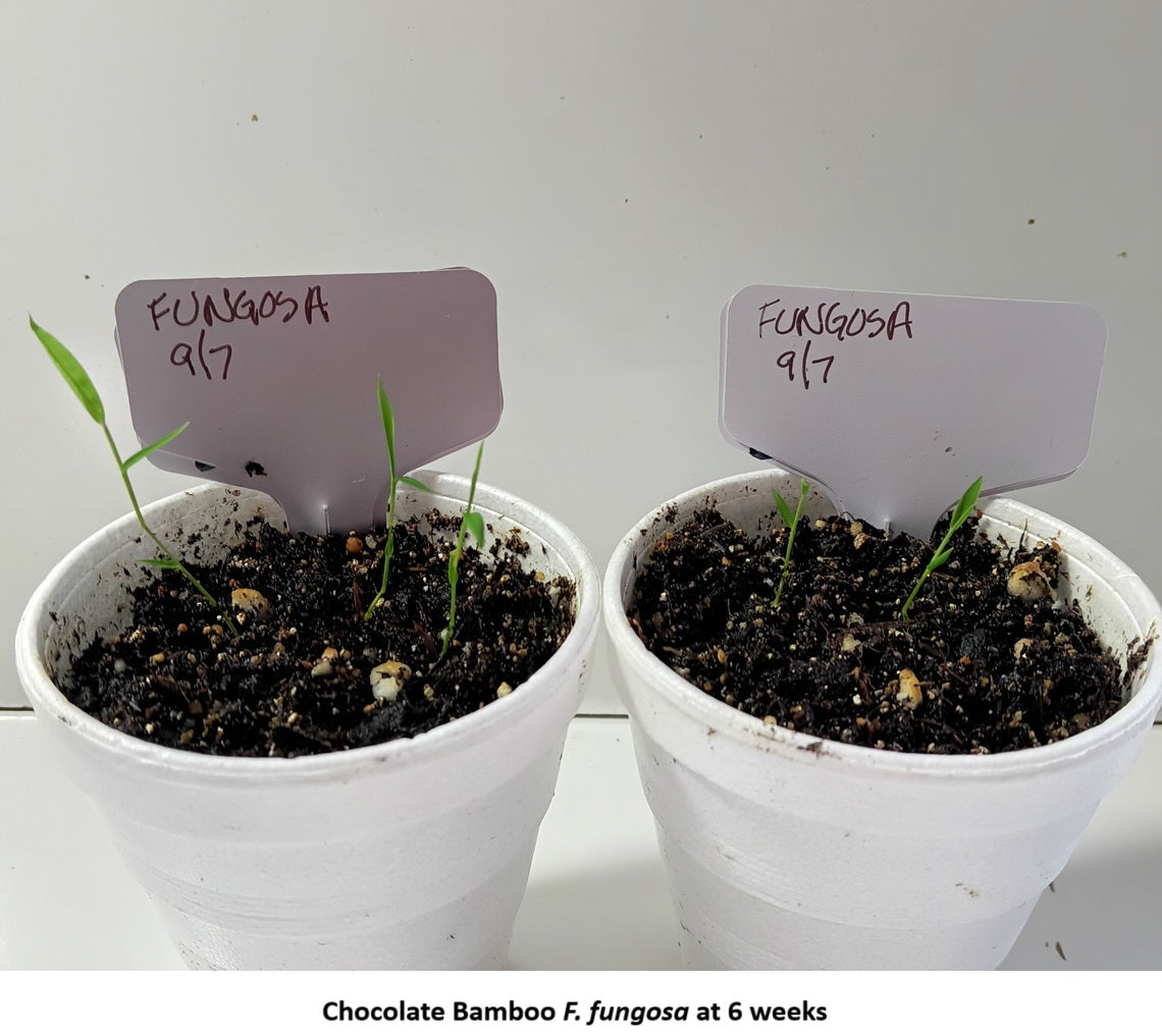 planting bamboo seeds in pots Clumping Bamboo Seeds