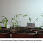 Chocolate Bamboo Fargesia fungosa bamboo seeds