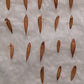 Chocolate bamboo seeds germination