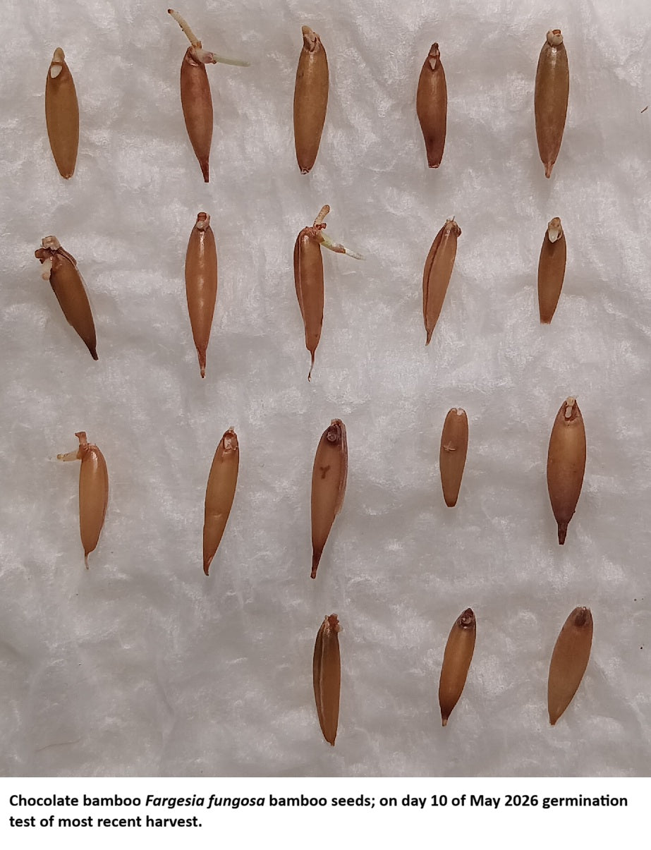 Chocolate bamboo seeds germination