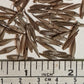 Clumping Bamboo Seeds - 'Chocolate Bamboo' Fargesia fungosa