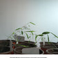 Fargesia fungosa Chocolate Bamboo seeds for sale