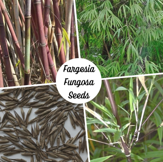 Clumping Bamboo Seeds - 'Chocolate Bamboo' Fargesia fungosa