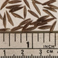 Cold Hardy Bamboo Seeds