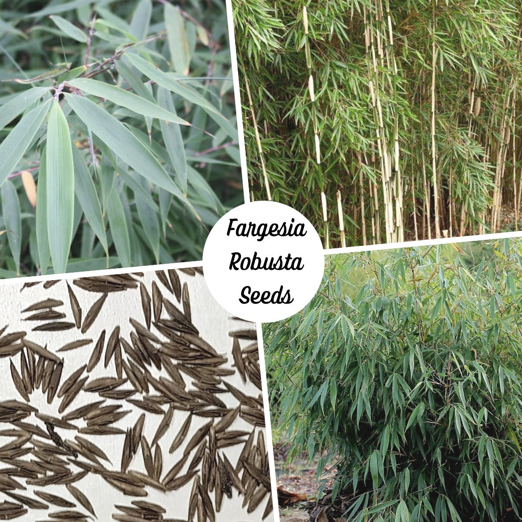 Clumping Bamboo Seeds - Fargesia robusta 'Pingwu' bamboo seeds - The Bamboo Seed