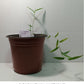 Grow Fargesia bamboo plants from seed