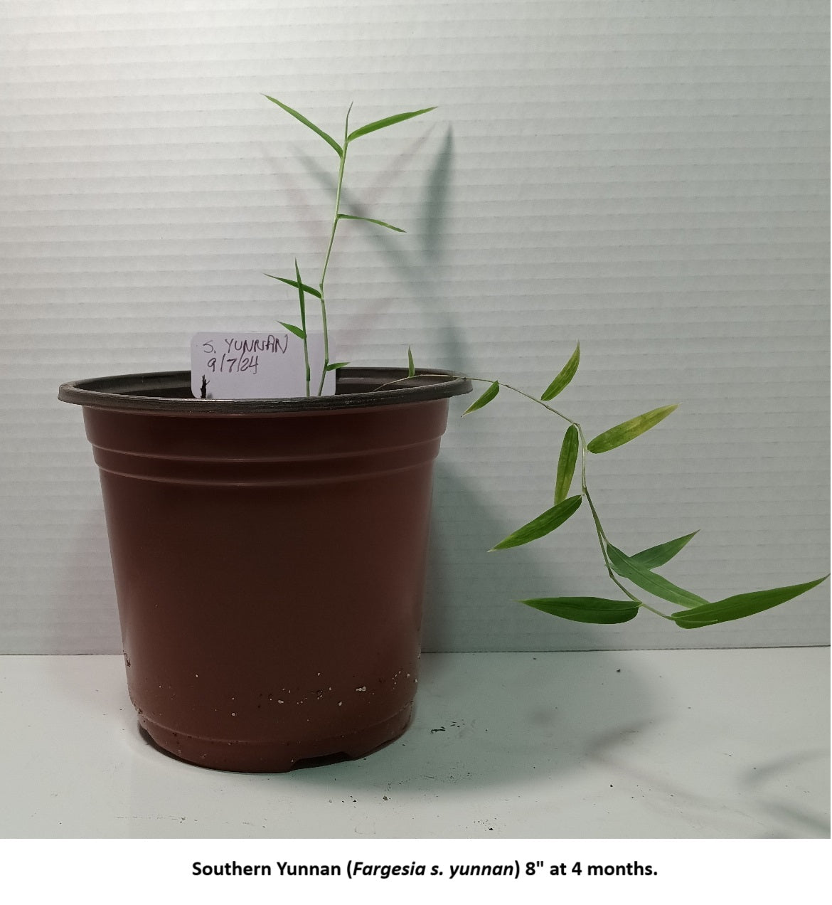 Grow Fargesia bamboo plants from seed