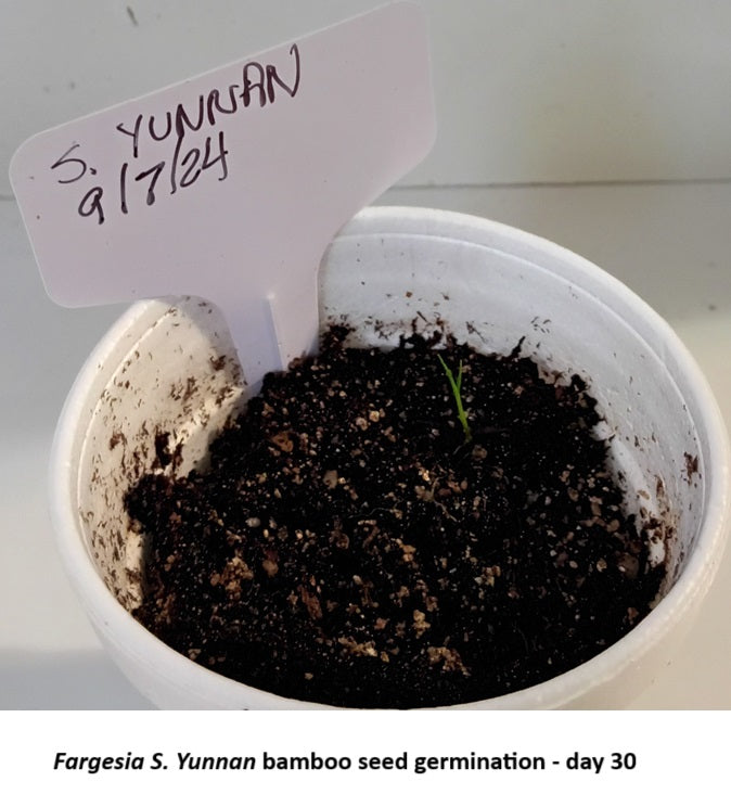 Fargesia bamboo seed germination