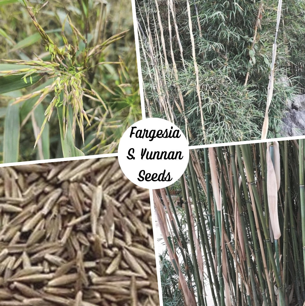 Clumping Bamboo Seeds - Fargesia sp. 'Southern Yunnan' Bamboo Seeds - The Bamboo Seed