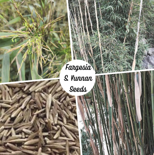 Clumping bamboo seeds, Fargesia Southern Yunnan cold hardy fargesia bamboo seeds for sale