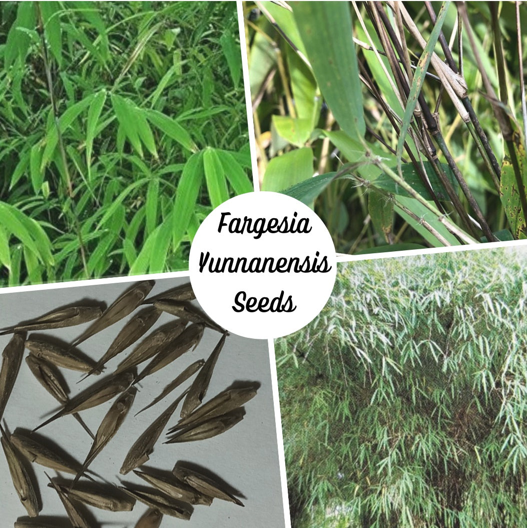 Clumping Bamboo Seeds - Fargesia yunnanensis Bamboo Seeds - The Bamboo Seed