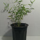 Bamboo plant grown from Fargesia bamboo seeds