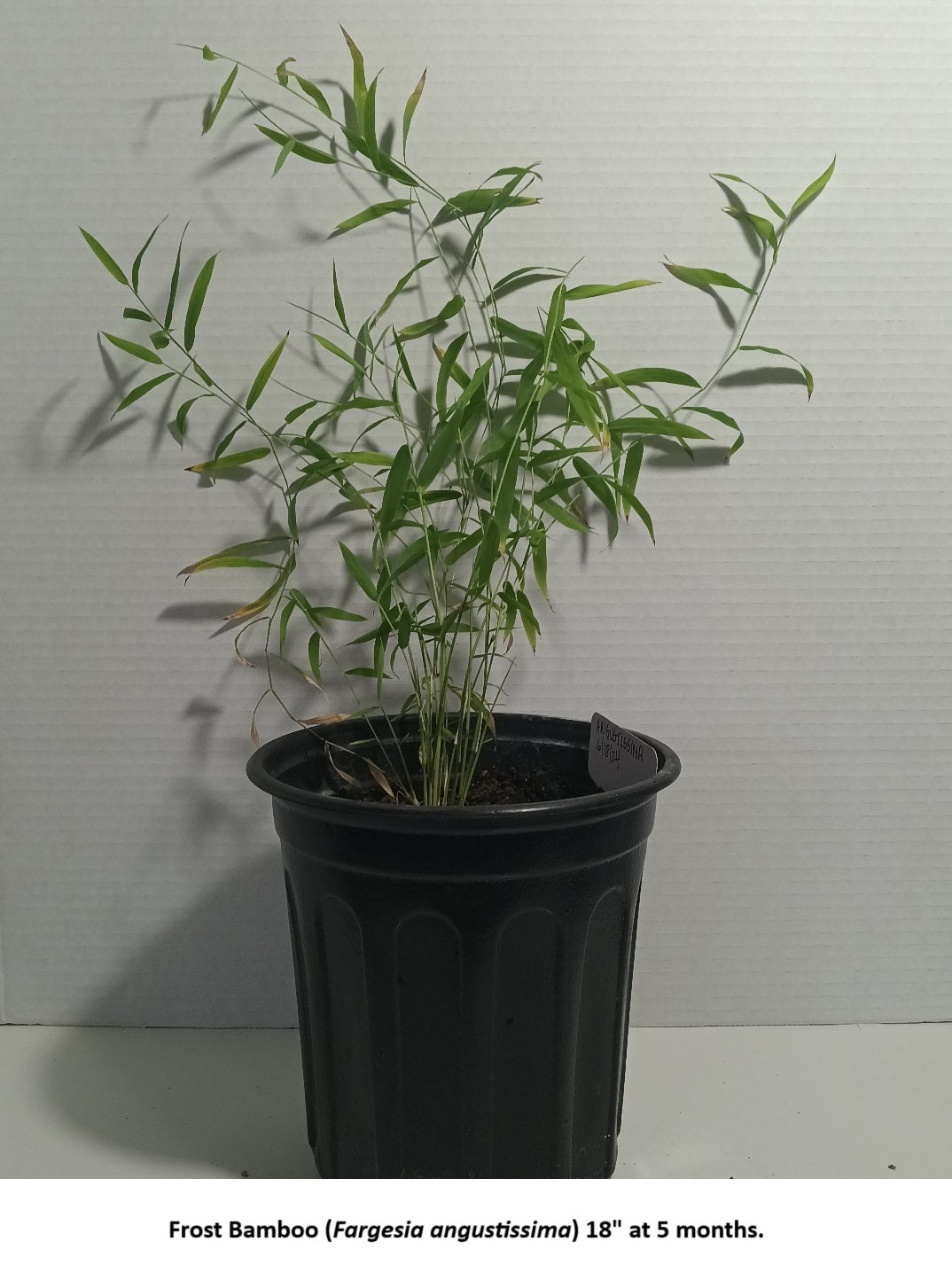 Bamboo plant grown from Fargesia bamboo seeds