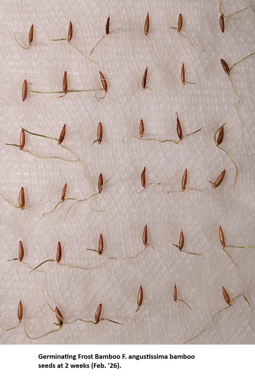 Narrow leaf Fargesia angustissima bamboo seeds germination