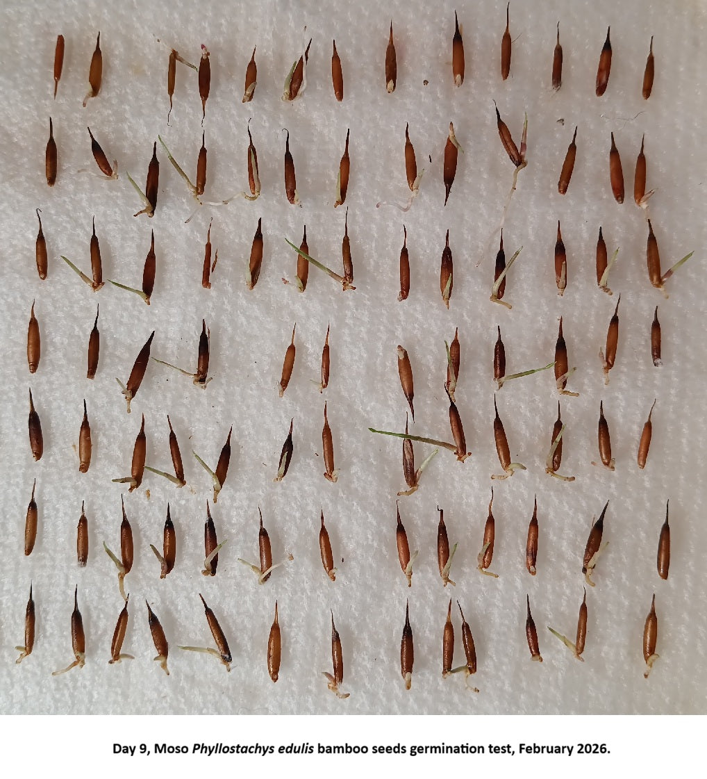 Phyllostachys edulis Giant Moso bamboo seeds