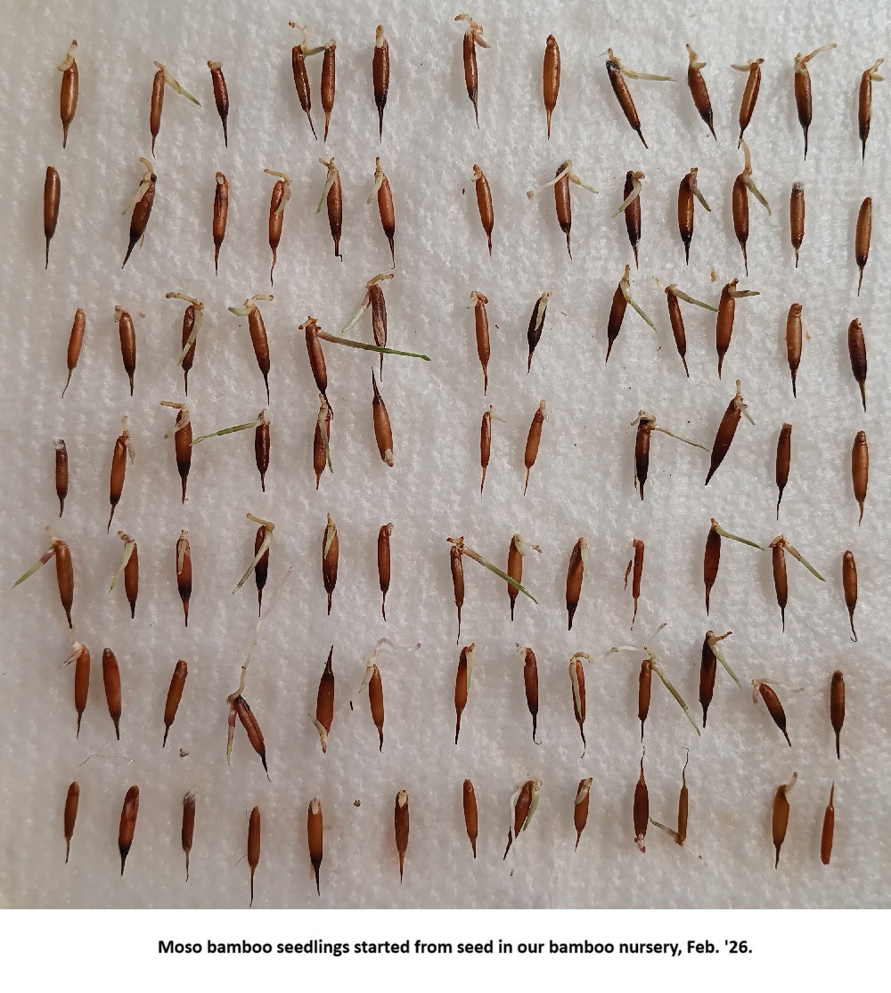 Starting Moso bamboo from seed