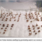 Giant Timber Bamboo seeds germinating