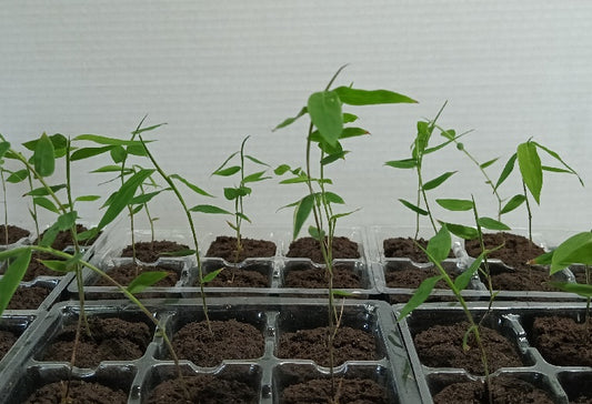 Giant Bamboo seedlings for sale