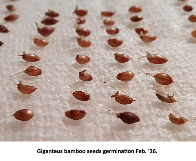 Growing Giganteus bamboo plants from seed